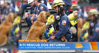 Illustration for article titled 9/11's Last Surviving Search Dog Goes on Today, Tears Ensue